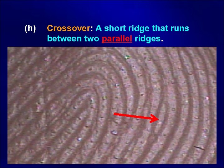  (h) Crossover: A short ridge that runs between two parallel ridges. 