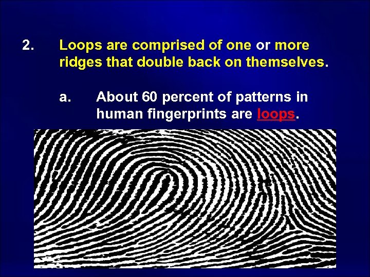 2. Loops are comprised of one or more ridges that double back on themselves.