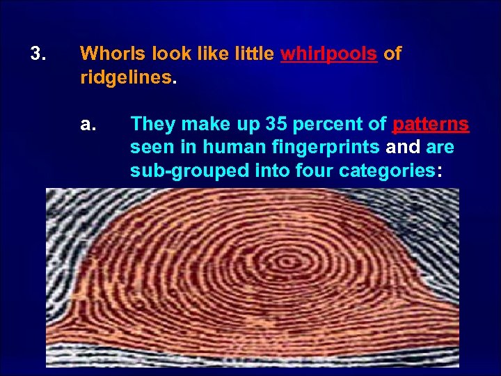 3. Whorls look like little whirlpools of ridgelines. a. They make up 35 percent