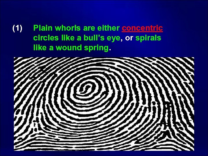 (1) Plain whorls are either concentric circles like a bull’s eye, or spirals like