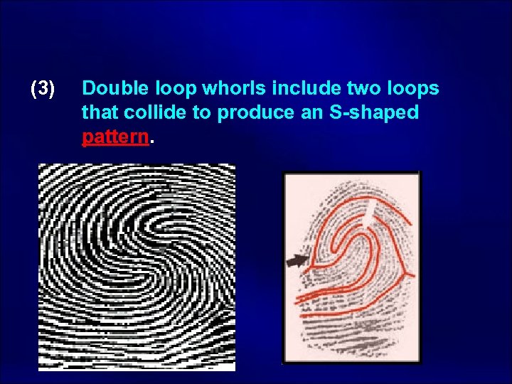 (3) Double loop whorls include two loops that collide to produce an S-shaped pattern.