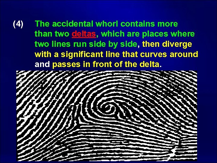 (4) The accidental whorl contains more than two deltas, which are places where two