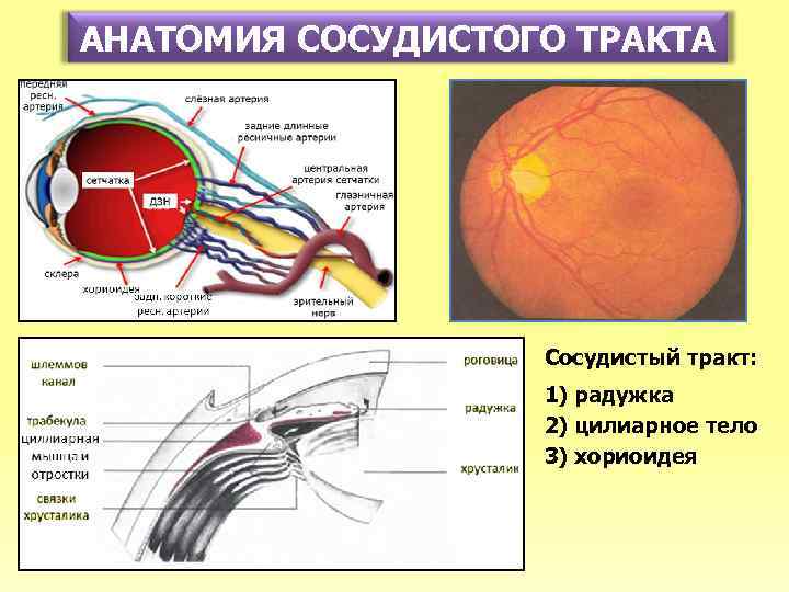АНАТОМИЯ СОСУДИСТОГО ТРАКТА Сосудистый тракт: 1) радужка 2) цилиарное тело 3) хориоидея 