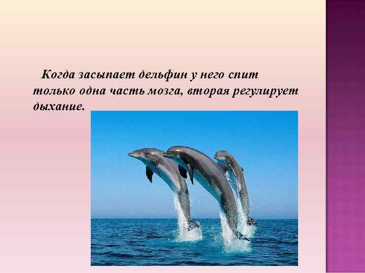 Когда засыпает дельфин у него спит только одна часть мозга, вторая регулирует дыхание. 