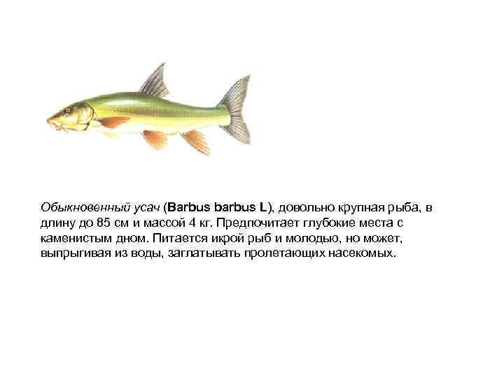 Обыкновенный усач (Вarbus barbus L), довольно крупная рыба, в длину до 85 см и