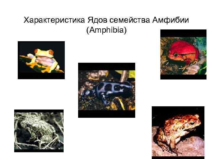 Характеристика Ядов семейства Амфибии (Amphibia) 