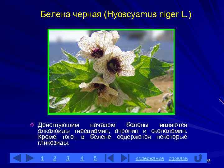 Что значит белены. Алкалоиды белены черной. Белена алкалоиды. Классификация белена черная. Белена черная содержит.