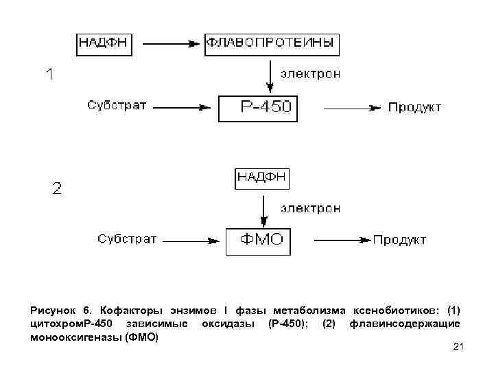 Рисунок 6. Кофакторы энзимов l фазы метаболизма ксенобиотиков: (1) цитохром. Р-450 зависимые оксидазы (Р-450);