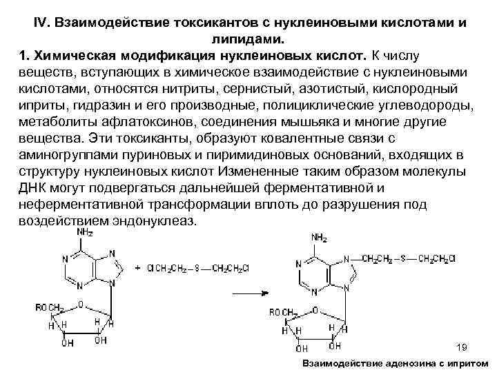 IV. Взаимодействие токсикантов с нуклеиновыми кислотами и липидами. 1. Химическая модификация нуклеиновых кислот. К