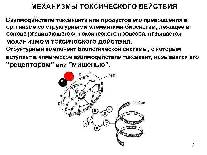 МЕХАНИЗМЫ ТОКСИЧЕСКОГО ДЕЙСТВИЯ Взаимодействие токсиканта или продуктов его превращения в организме со структурными элементами