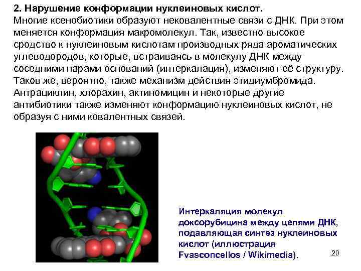 2. Нарушение конформации нуклеиновых кислот. Многие ксенобиотики образуют нековалентные связи с ДНК. При этом