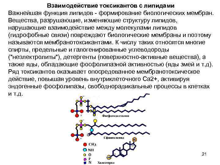 Взаимодействие токсикантов с липидами Важнейшая функция липидов - формирование биологических мембран. Вещества, разрушающие, изменяющие