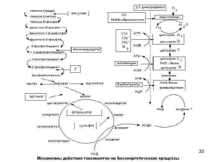 23 Механизмы действия токсикантов на биоэнергетические процессы 