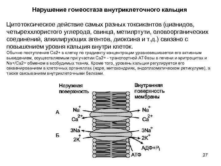 Нарушение гомеостаза внутриклеточного кальция Цитотоксическое действие самых разных токсикантов (цианидов, четыреххлористого углерода, свинца, метилртути,