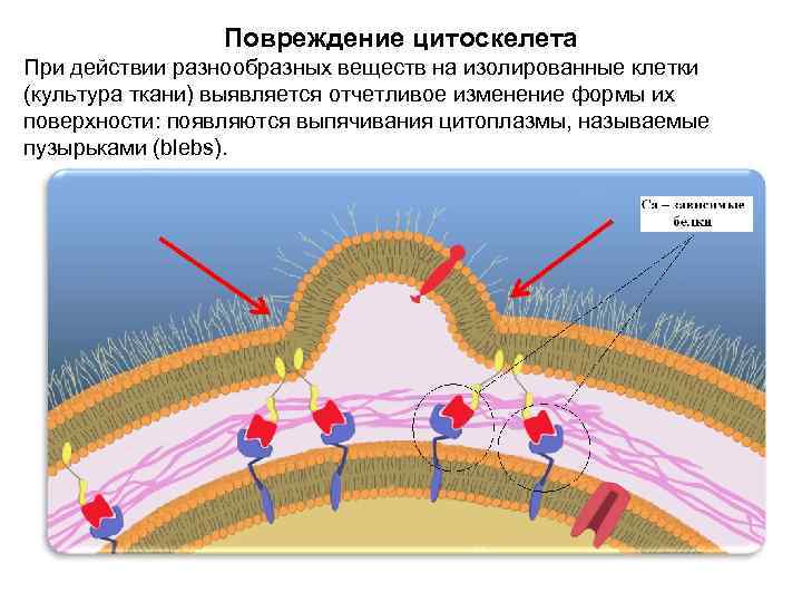 Повреждение цитоскелета При действии разнообразных веществ на изолированные клетки (культура ткани) выявляется отчетливое изменение