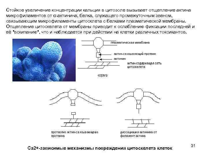 Стойкое увеличение концентрации кальция в цитозоле вызывает отщепление актина микрофиламентов от α-актинина, белка, служащего