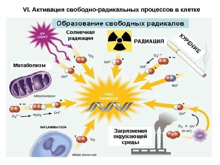 VI. Активация свободно-радикальных процессов в клетке 32 