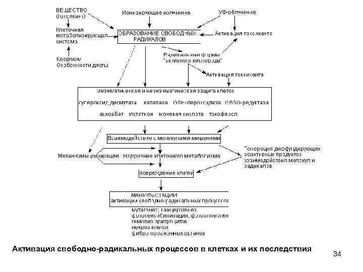 Активация свободно-радикальных процессов в клетках и их последствия 34 