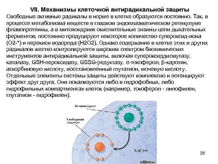 VII. Механизмы клеточной антирадикальной защиты Свободные активные радикалы в норме в клетке образуются постоянно.