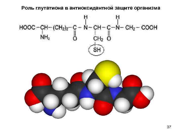 Роль глутатиона в антиоксидантной защите организма 37 