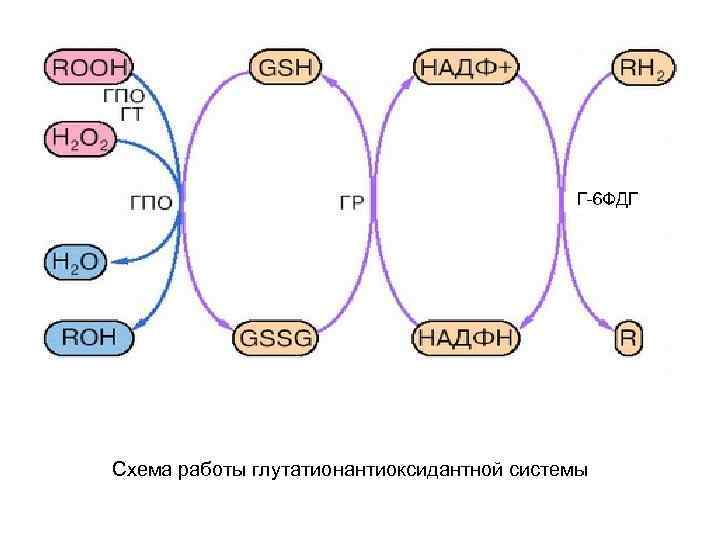 Г-6 ФДГ Схема работы глутатионантиоксидантной системы 