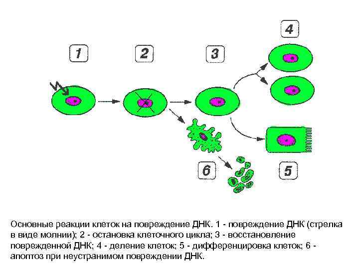 Основные реакции клеток на повреждение ДНК. 1 - повреждение ДНК (стрелка в виде молнии);