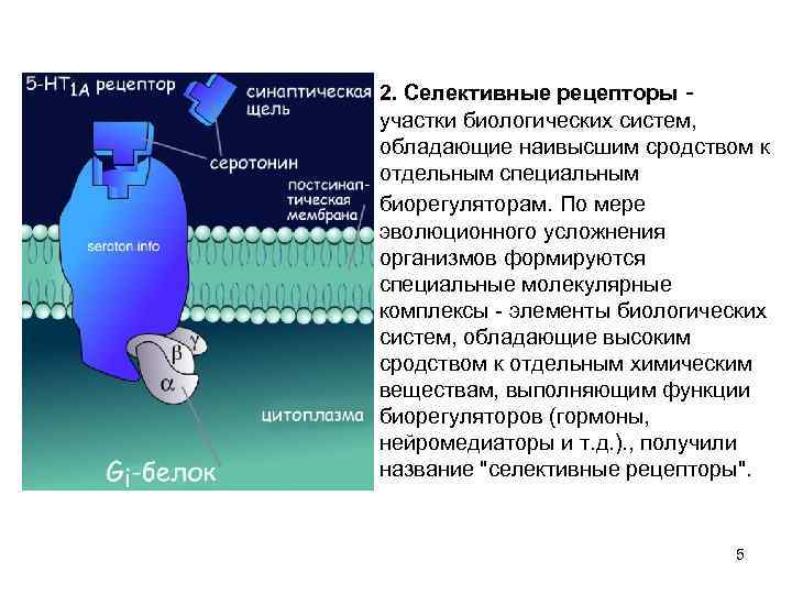 2. Селективные рецепторы участки биологических систем, обладающие наивысшим сродством к отдельным специальным биорегуляторам. По