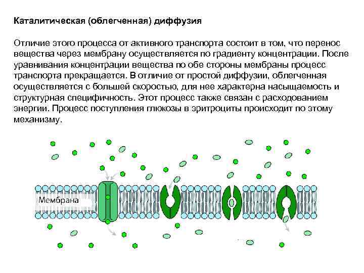 Каталитическая (облегченная) диффузия Отличие этого процесса от активного транспорта состоит в том, что перенос