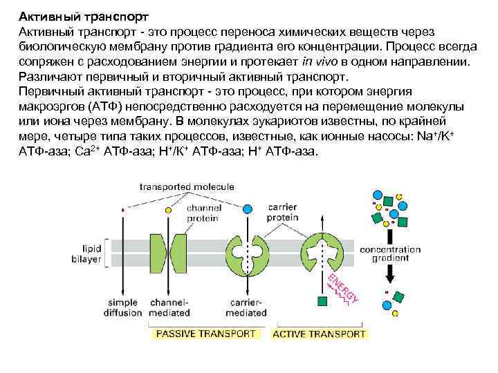 Активный транспорт - это процесс переноса химических веществ через биологическую мембрану против градиента его