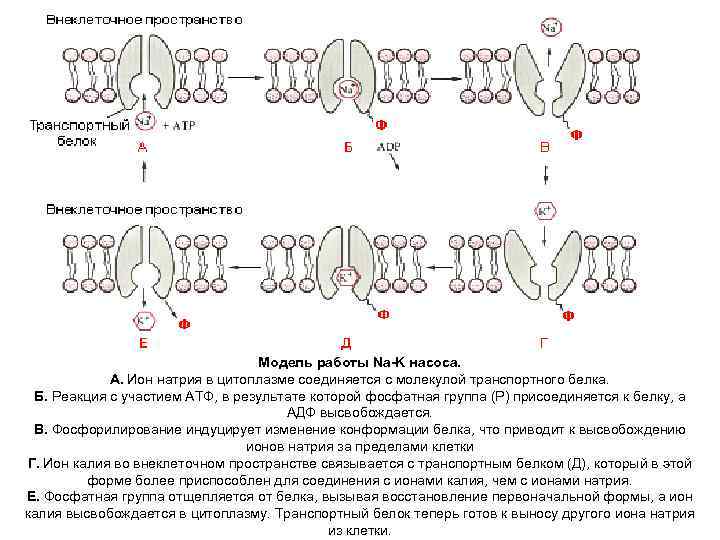 Модель работы Na-K насоса. А. Ион натрия в цитоплазме соединяется с молекулой транспортного белка.
