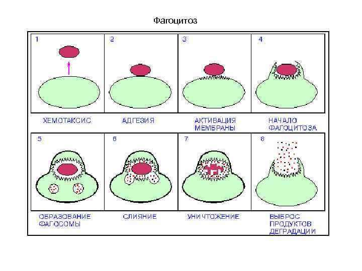 Стадии фагоцитоза рисунок