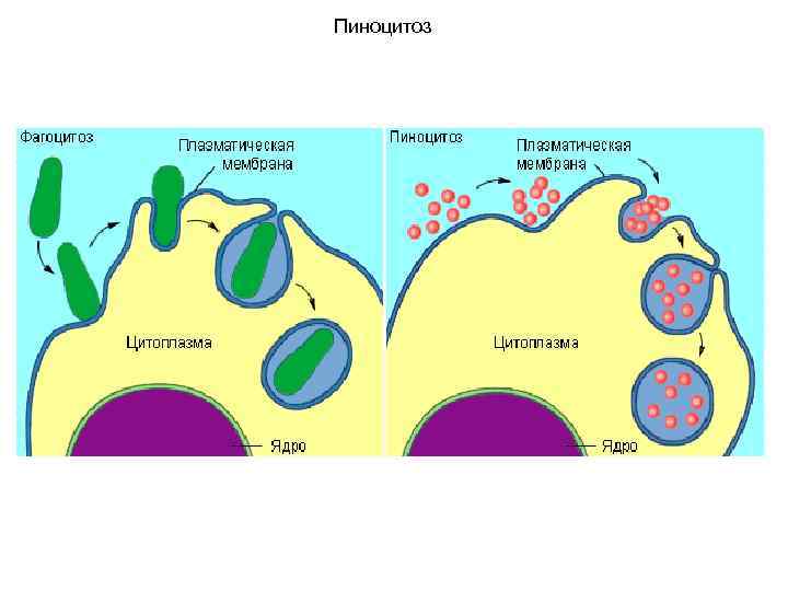 Пиноцитоз 