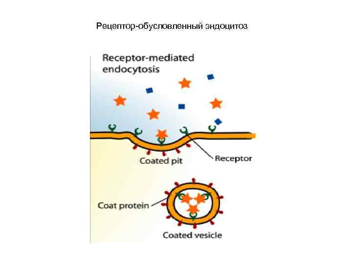 Рецептор-обусловленный эндоцитоз 