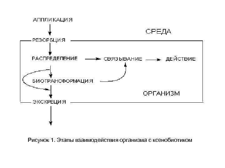 Рисунок 1. Этапы взаимодействия организма с ксенобиотиком 