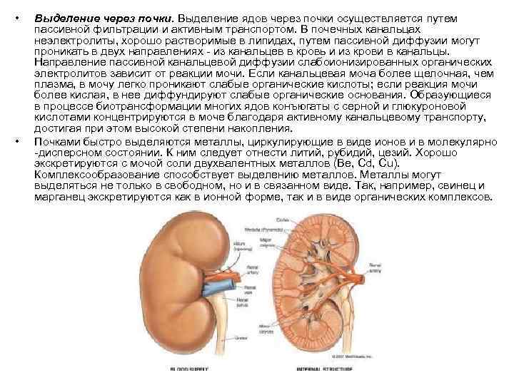  • • Выделение через почки. Выделение ядов через почки осуществляется путем пассивной фильтрации