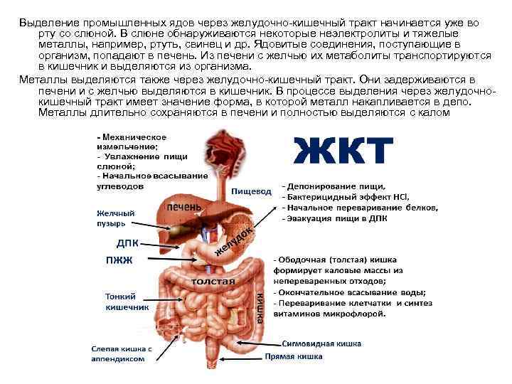 Выделение промышленных ядов через желудочно-кишечный тракт начинается уже во рту со слюной. В слюне