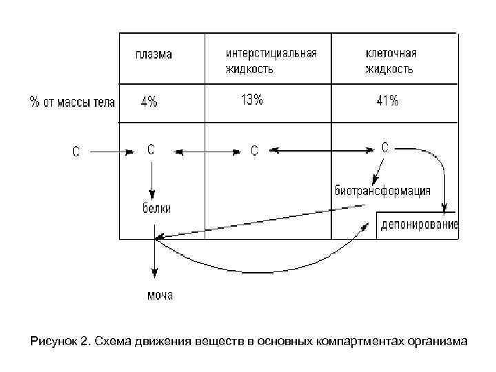 Рисунок 2. Схема движения веществ в основных компартментах организма 