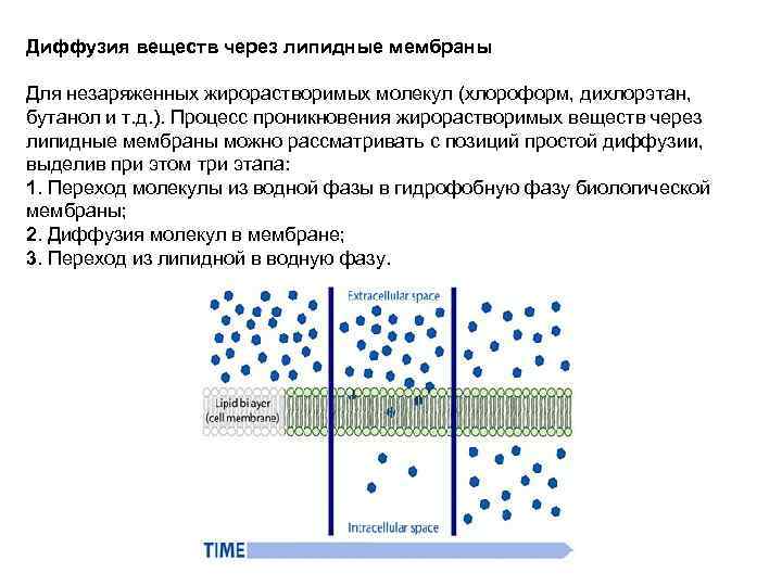 Диффузия веществ через липидные мембраны Для незаряженных жирорастворимых молекул (хлороформ, дихлорэтан, бутанол и т.