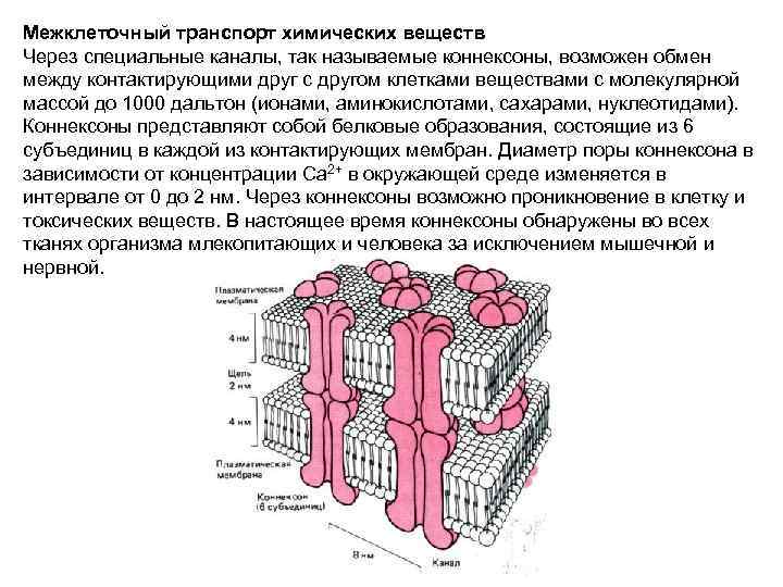 Межклеточный транспорт химических веществ Через специальные каналы, так называемые коннексоны, возможен обмен между контактирующими