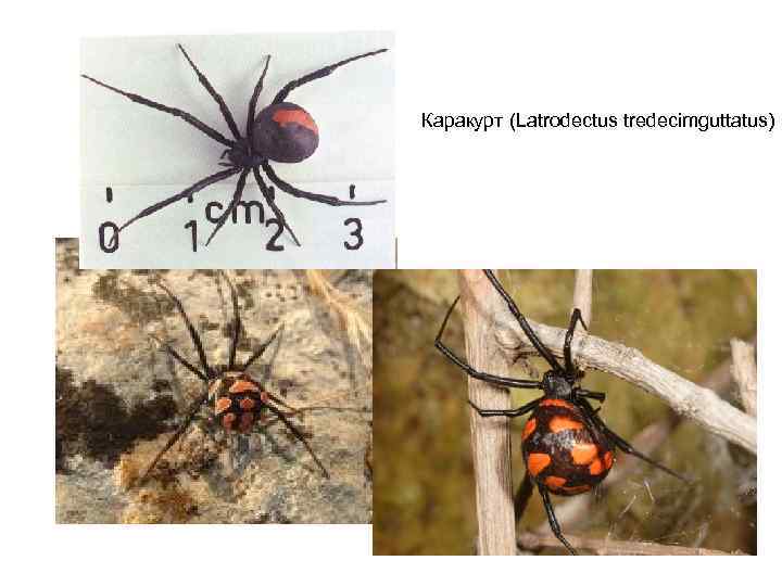 Каракурт (Latrodectus tredecimguttatus) 