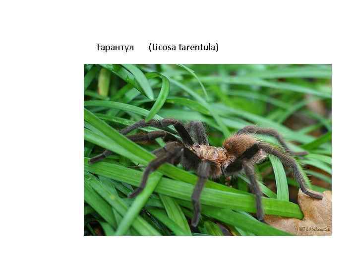 Тарантул (Licosa tarentula) 