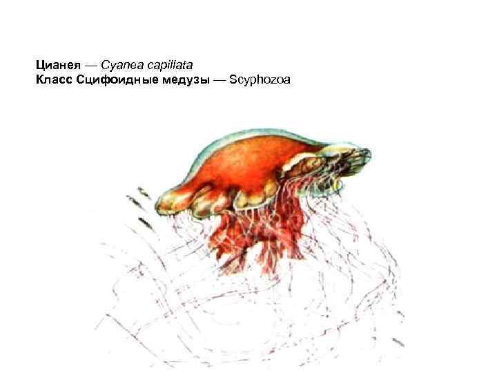 Цианея — Cyanea capillata Класс Сцифоидные медузы — Scyphozoa 