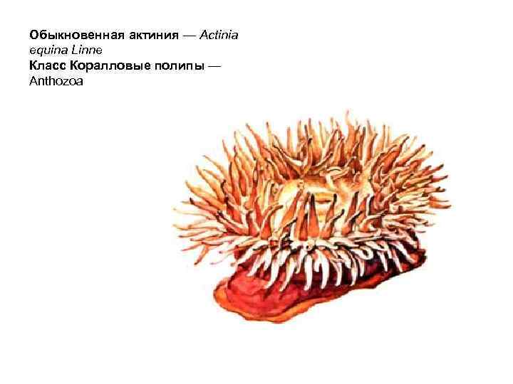 Обыкновенная актиния — Actinia equina Linne Класс Коралловые полипы — Anthozoa 