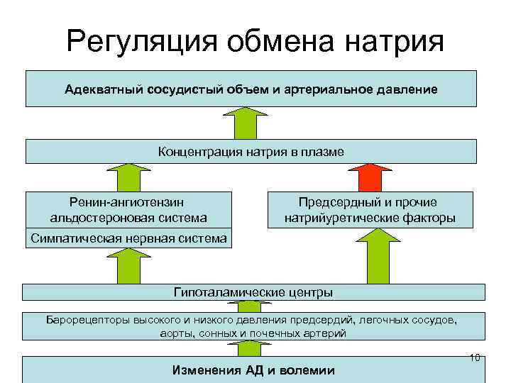 Регуляция обмена натрия Адекватный сосудистый объем и артериальное давление Концентрация натрия в плазме Ренин-ангиотензин