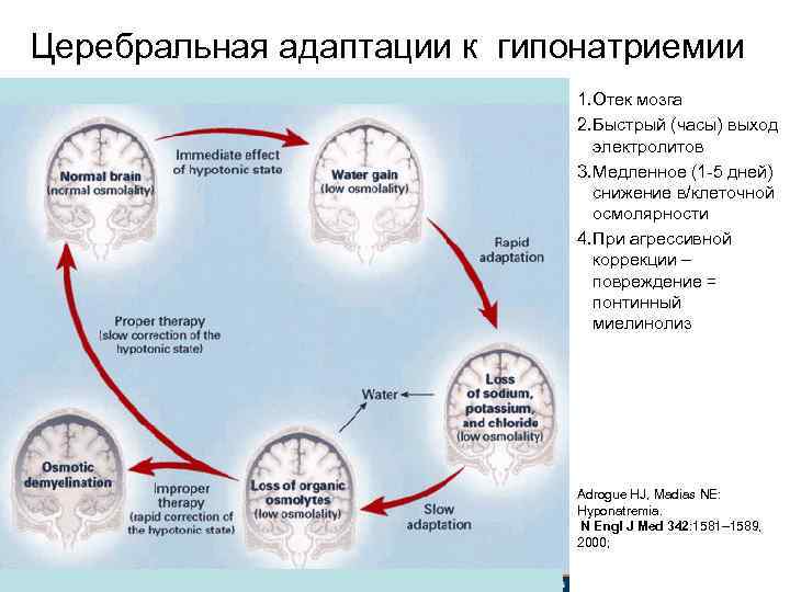 Церебральная адаптации к гипонатриемии 1. Отек мозга 2. Быстрый (часы) выход электролитов 3. Медленное