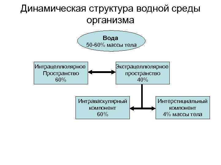 Динамическая структура водной среды организма Вода 50 -60% массы тела Интрацеллюлярное Пространство 60% Экстрацеллюлярное