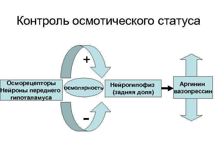 Контроль осмотического статуса + Осморецепторы Нейроны переднего осмолярность гипоталамуса - Нейрогипофиз (задняя доля) Аргинин