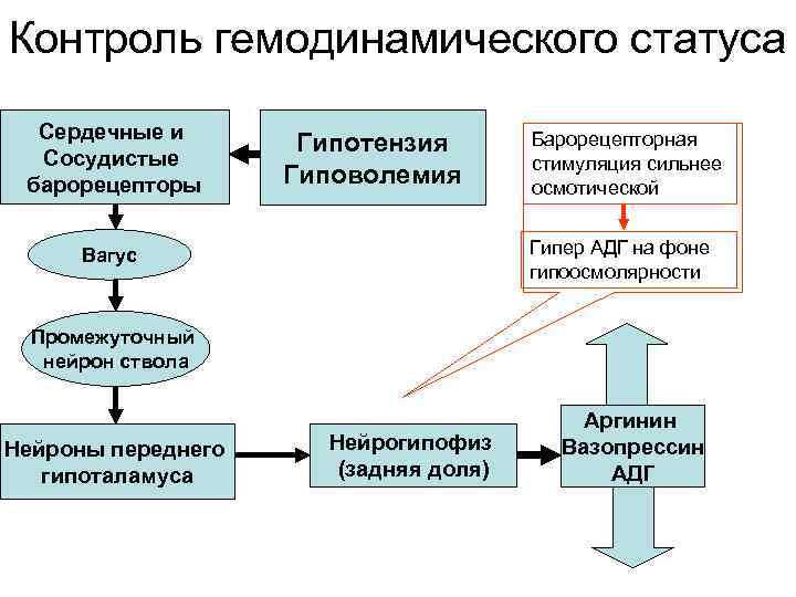 Контроль гемодинамического статуса Сердечные и Сосудистые барорецепторы Гипотензия Гиповолемия Барорецепторная стимуляция сильнее осмотической Гипер