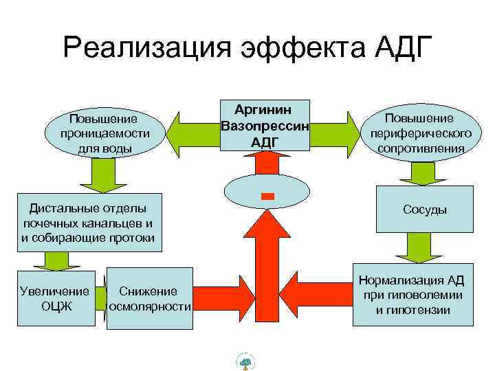 Реализация эффекта АДГ Повышение проницаемости для воды Дистальные отделы почечных канальцев и и собирающие