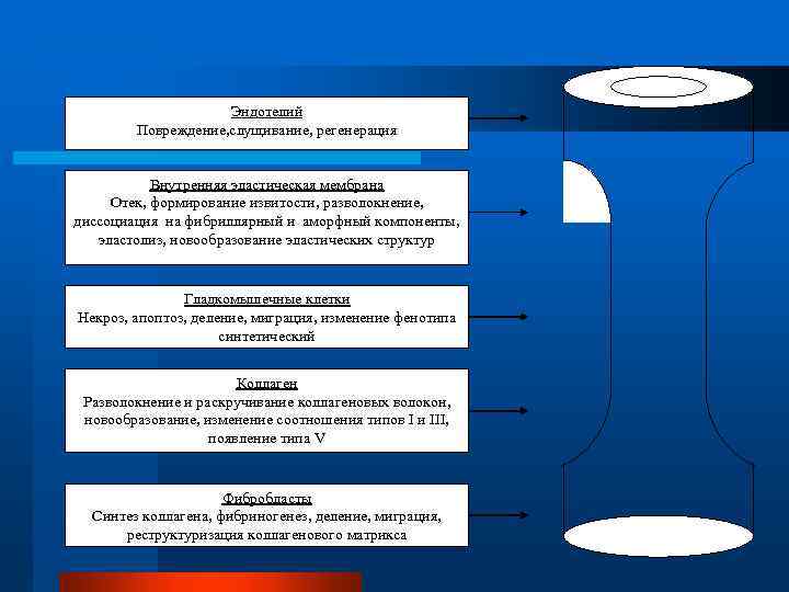 Эндотелий Повреждение, слущивание, регенерация Внутренняя эластическая мембрана Отек, формирование извитости, разволокнение, диссоциация на фибриллярный